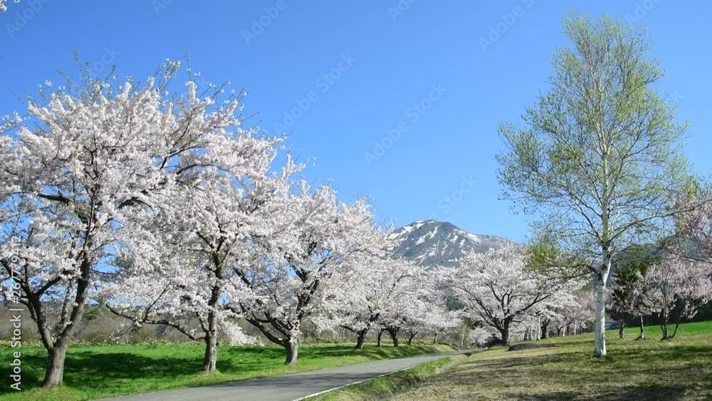 cherry blosssoms and blue sky in Japan cherry blosssoms and blue sky in Japan