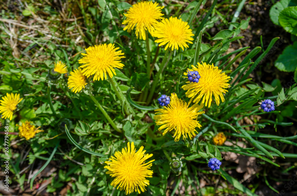 green meadow with yellow flowers of a dandelion green meadow with yellow flowers of a dandelion