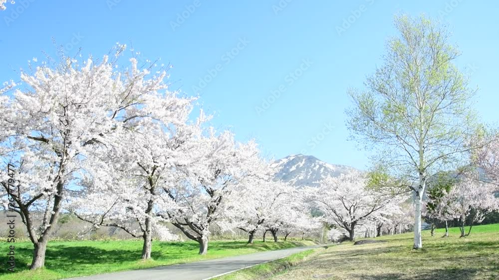cherry blosssoms and blue sky in Japan cherry blosssoms and blue sky in Japan