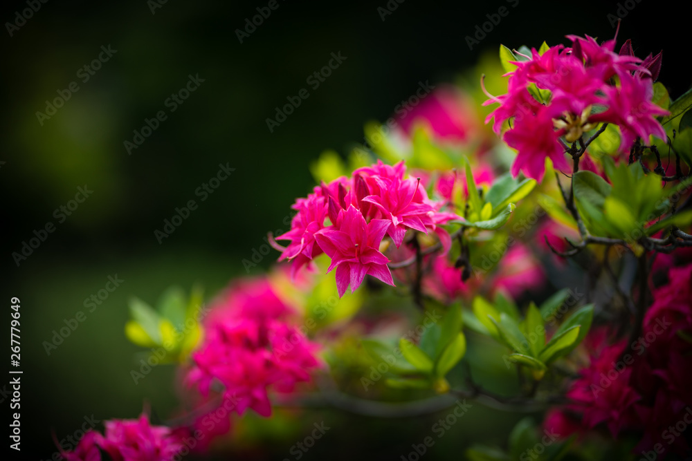 Rosa Blüten Rosa Blüten