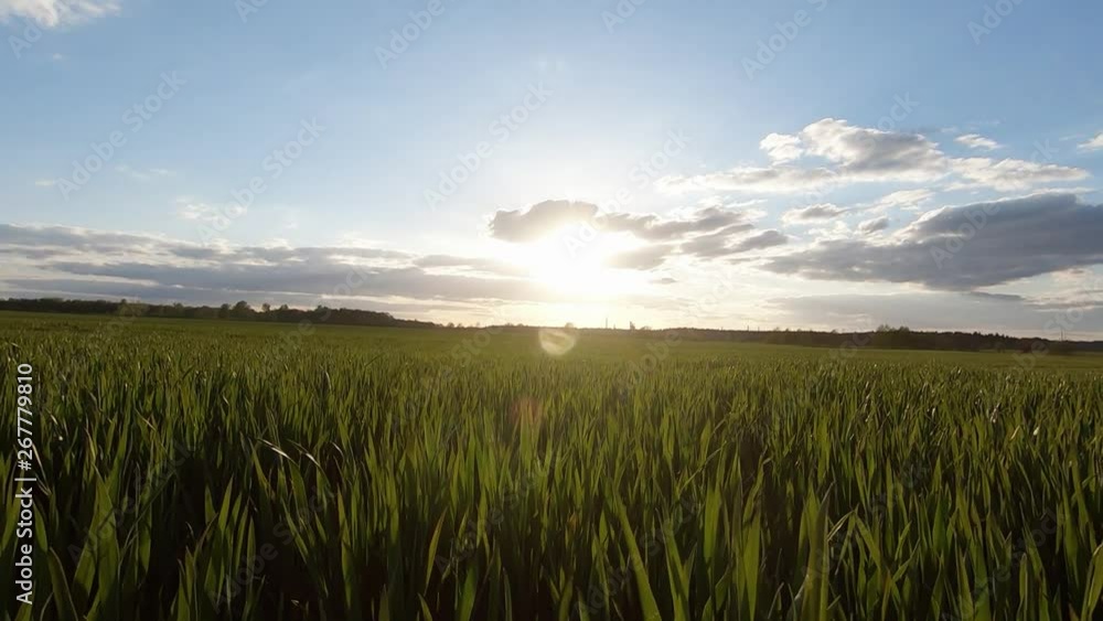 Moving backward over green fields. Slow motion. Moving backward over green fields. Slow motion.