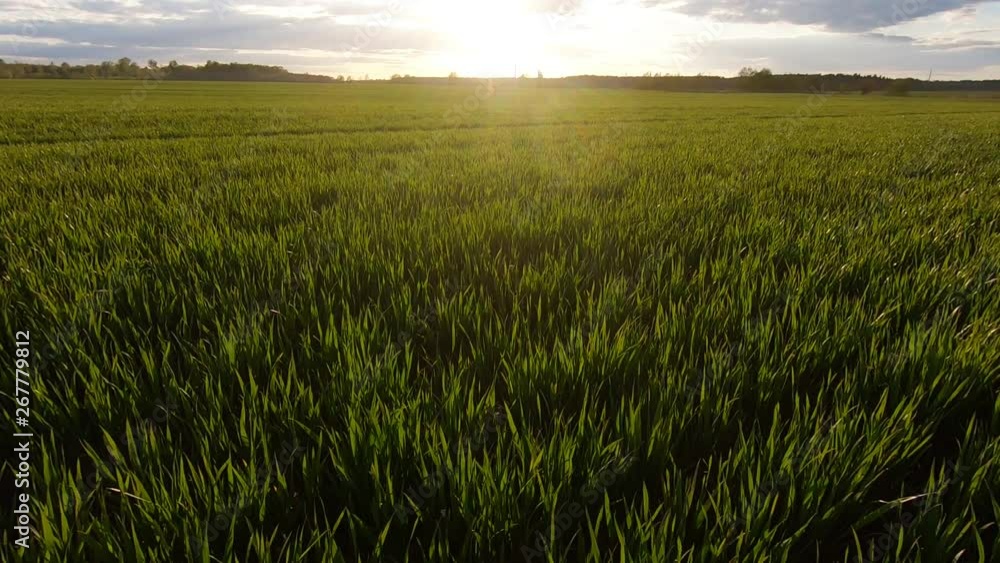 Sunset light over the green wheat field and forest horizon. Slow motion. Sunset light over the green wheat field and forest horizon. Slow motion.