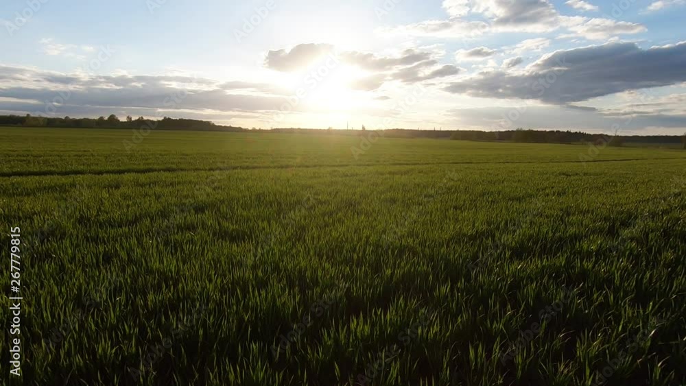 Sunset light over the green wheat field and forest horizon. Sunset light over the green wheat field and forest horizon.