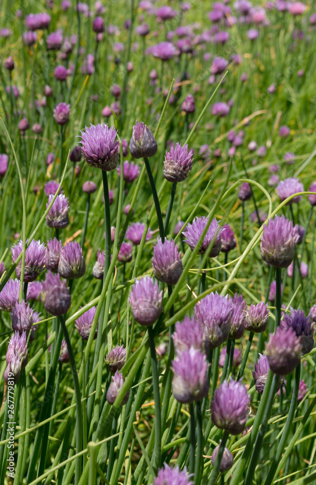 Chives, Allium schoenoprasum, with purple flowers growing in spring Chives, Allium schoenoprasum, with purple flowers growing in spring