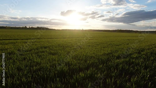 Sunset light over the green wheat field and forest horizon. photo