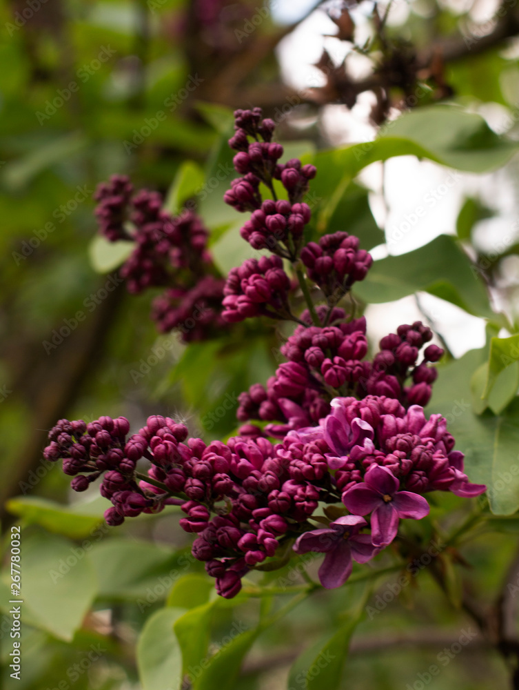 Blooming lilac in botanical garden Blooming lilac in botanical garden