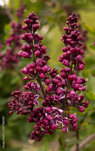 Blooming lilac in botanical garden
