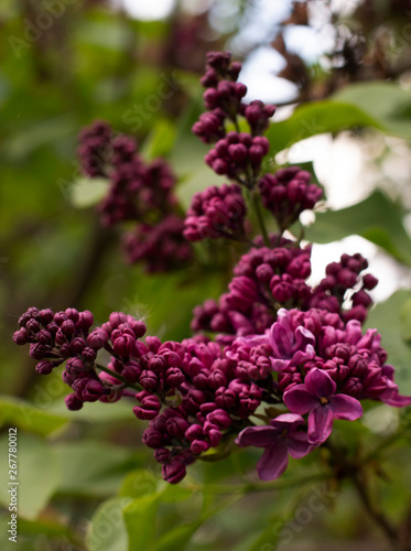 Blooming lilac in botanical garden