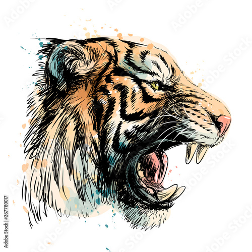 Sketchy portrait of a tiger on a white background. Watercolor splashes.