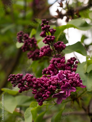 Blooming lilac in botanical garden