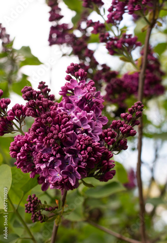 Blooming lilac in botanical garden