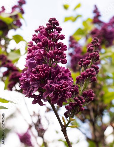Blooming lilac in botanical garden