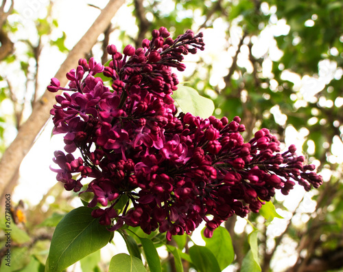 Blooming lilac in botanical garden