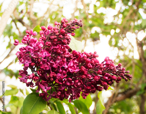 Blooming lilac in botanical garden