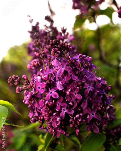 Blooming lilac in botanical garden