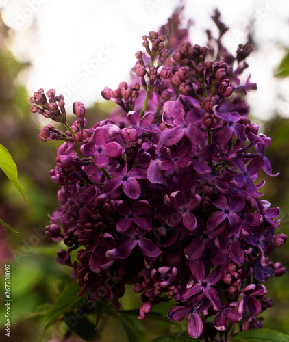 Blooming lilac in botanical garden