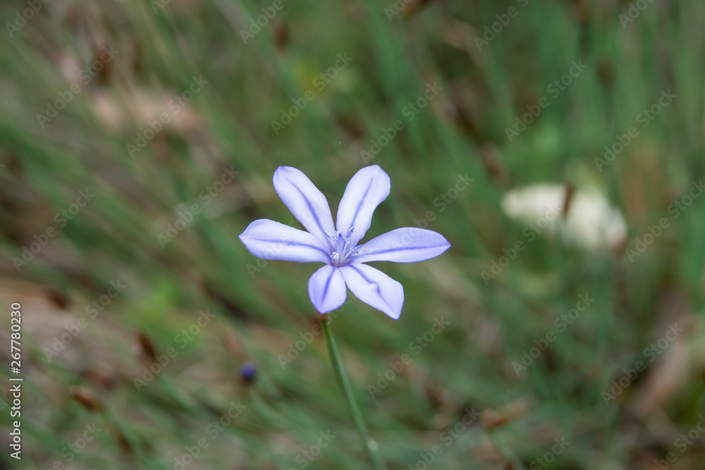 Blue Aphyllanthes Flower in Bloom in Springtime Blue Aphyllanthes Flower in Bloom in Springtime