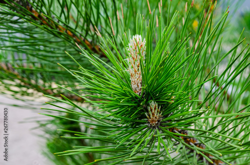 Young shoot (flower) on a branch of green lush pine. Spring renewal of trees, the formation of new cones on the pine.