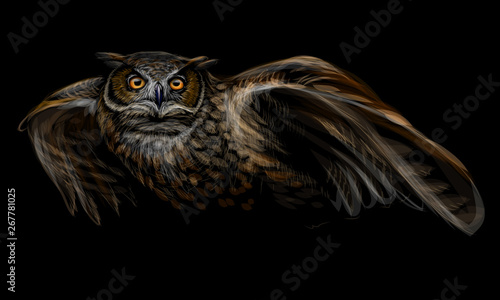 Long-eared owl in flight. Color image on black background