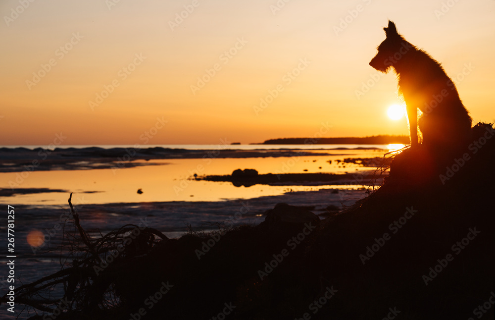 silhouette of the dog sitting against the background of a decline. A beautiful landscape with the lake.