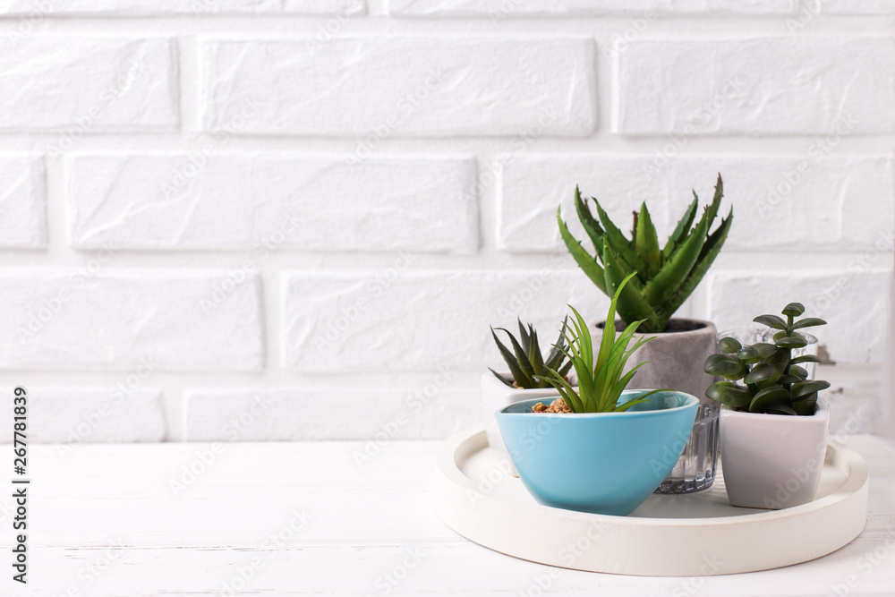 Obraz premium Indoor potted succulents plants.
