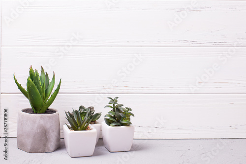 Various succulents and cactus plants in pots near bwhite wooden textured wall. Potted indoor house plants. Modern minimalistic interior. Selective focus. Place for text. © daffodilred