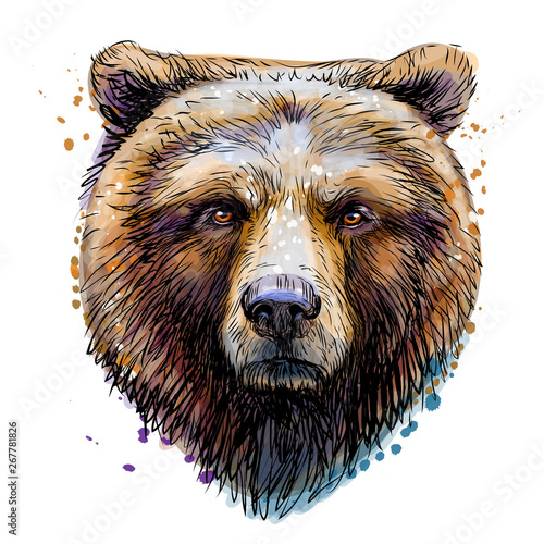 Sketchy colored portrait of a brown bear looking ahead against a white background.