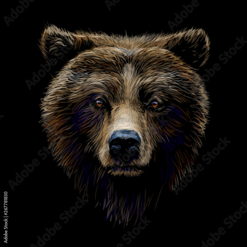 Color portrait of a brown bear looking ahead against a black background. photo