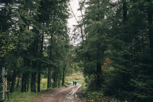 road in forest