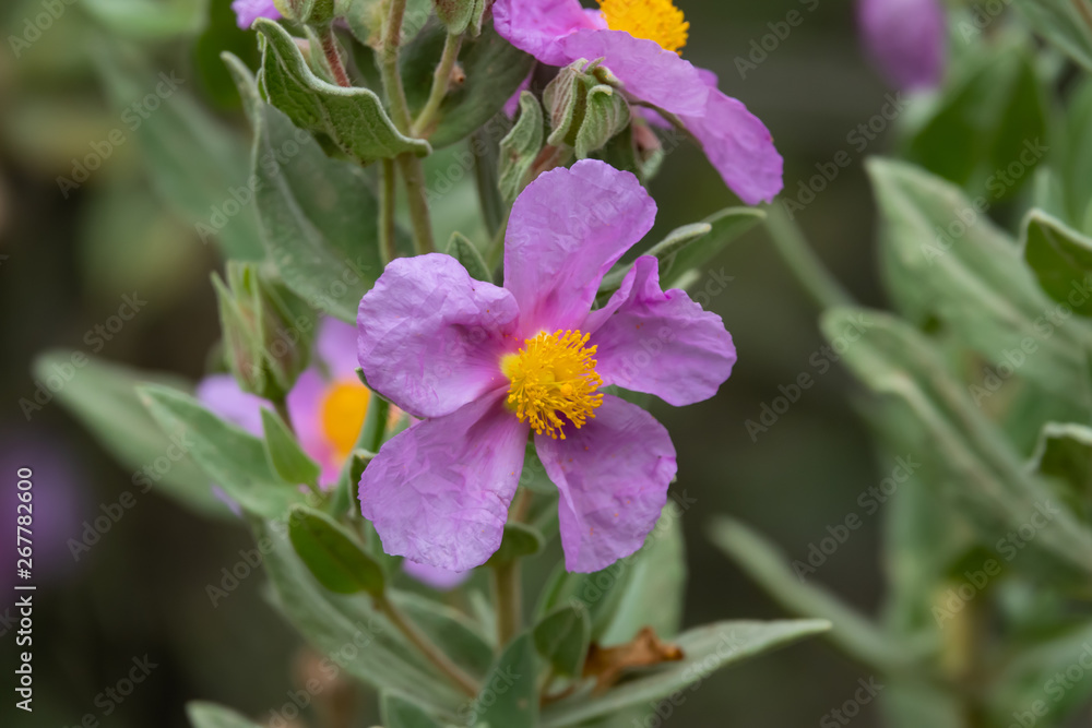 Grey Leaved Rock Rose in Bloom in Springtime Grey Leaved Rock Rose in Bloom in Springtime