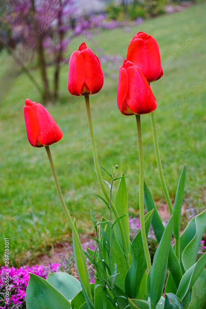 Naklejka premium Cztery czerwone tulipany na rabacie