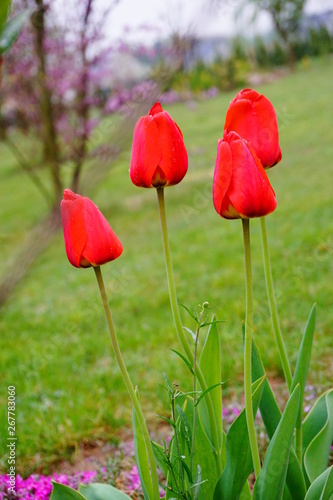 Świeża czerwień wiosennych tulipanów