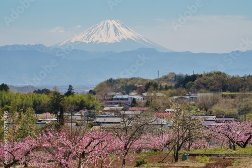 富士山と桃の花