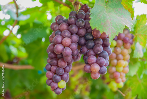 Black grapes, Black grapes from Thailand country