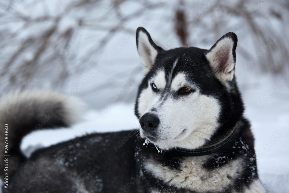 Dog  breed Siberian Husky portrait in winter forest