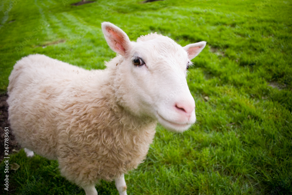 Fototapeta premium White Sheep looking at camera on green grass
