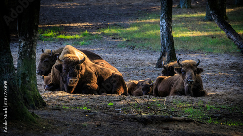 bisonte europeo © Roberto Zocchi