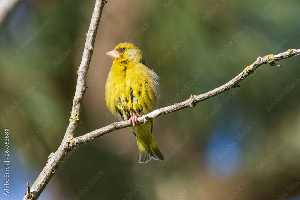 European Greenfinch - Chloris chloris European Greenfinch - Chloris chloris