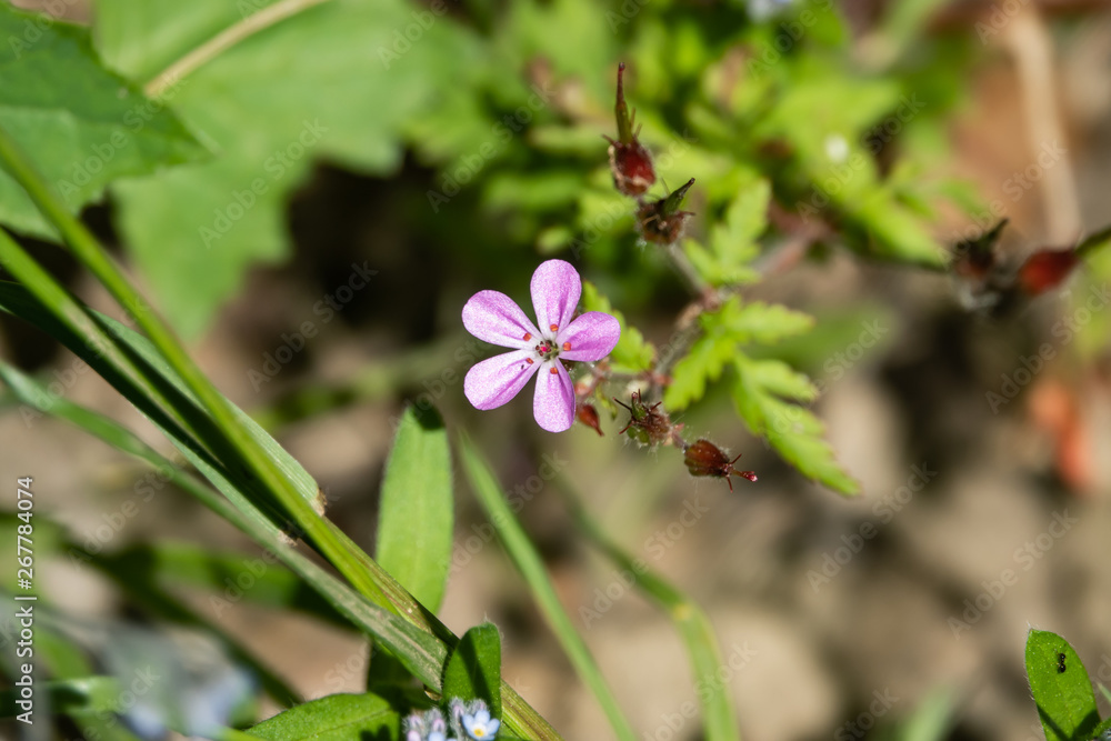 Herb Robert Flower in Bloom in Springtime Herb Robert Flower in Bloom in Springtime