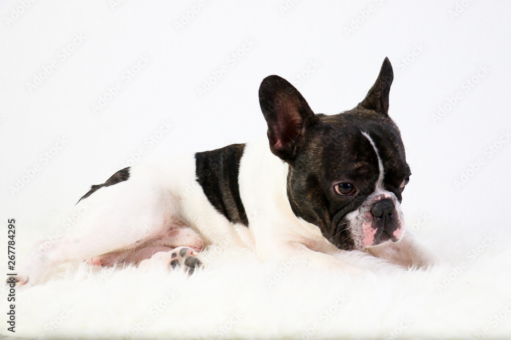Bouledogue français, animal de compagnie, français Bouledogue français, animal de compagnie, français