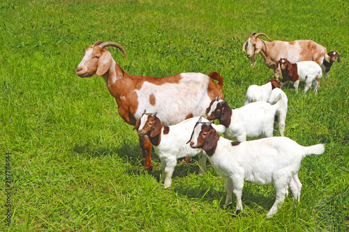 herd of goats with many kid goats