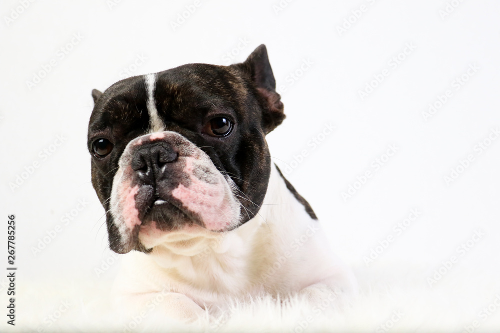 Bouledogue français, animal de compagnie, français