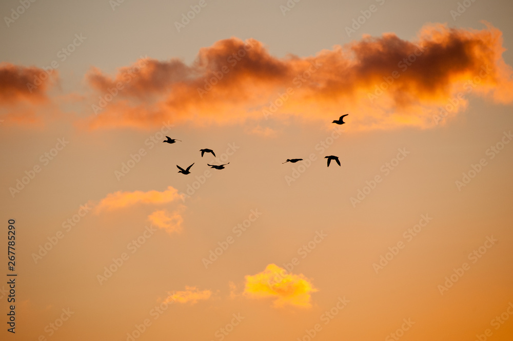  a group of ducks fly in silhouette against a salmon pink sunset reflected in clouds
