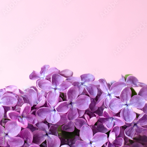 A branch of lilac on a pink light background.