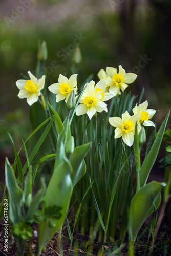 Narcissus © Grigoriy