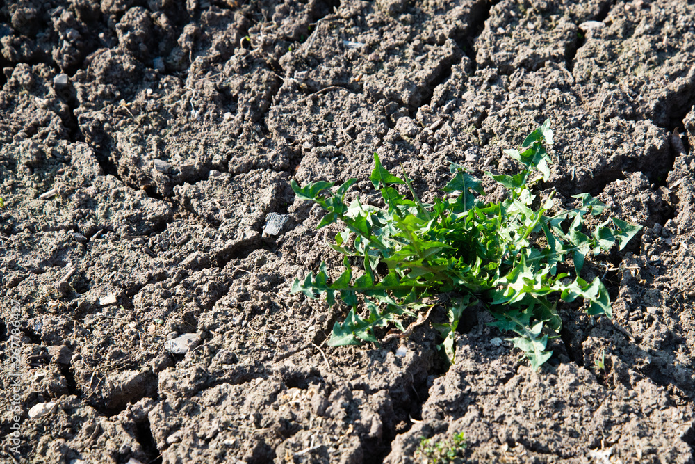 A bunch of green grass grown on dry soil. Dry soil and the grass-awaited growth because the world warms up every year. A bunch of green grass grown on dry soil. Dry soil and the grass-awaited growth because the world warms up every year.