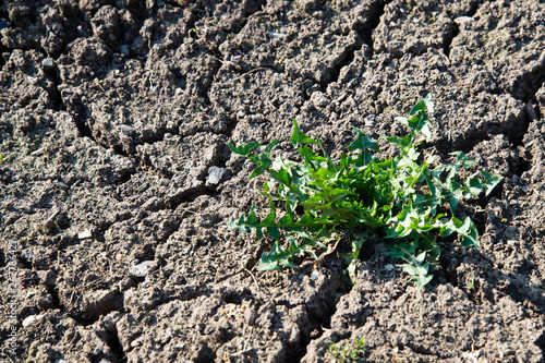 A bunch of green grass grown on dry soil. Dry soil and the grass-awaited growth because the world warms up every year.