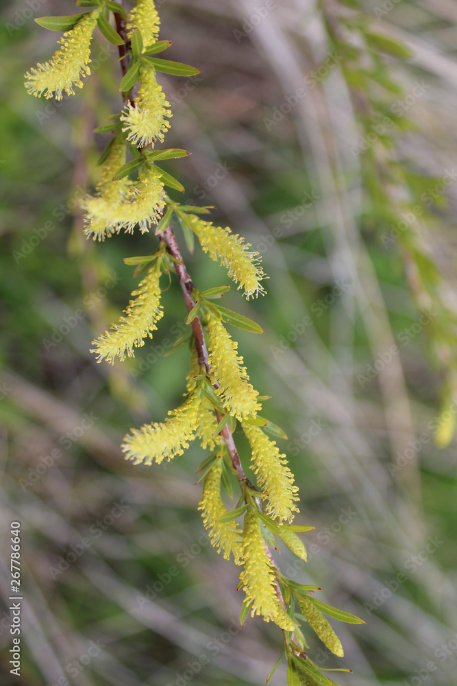 Black willow catkins at the Chicago Botanic Garden in Glencoe, Illinois Black willow catkins at the Chicago Botanic Garden in Glencoe, Illinois
