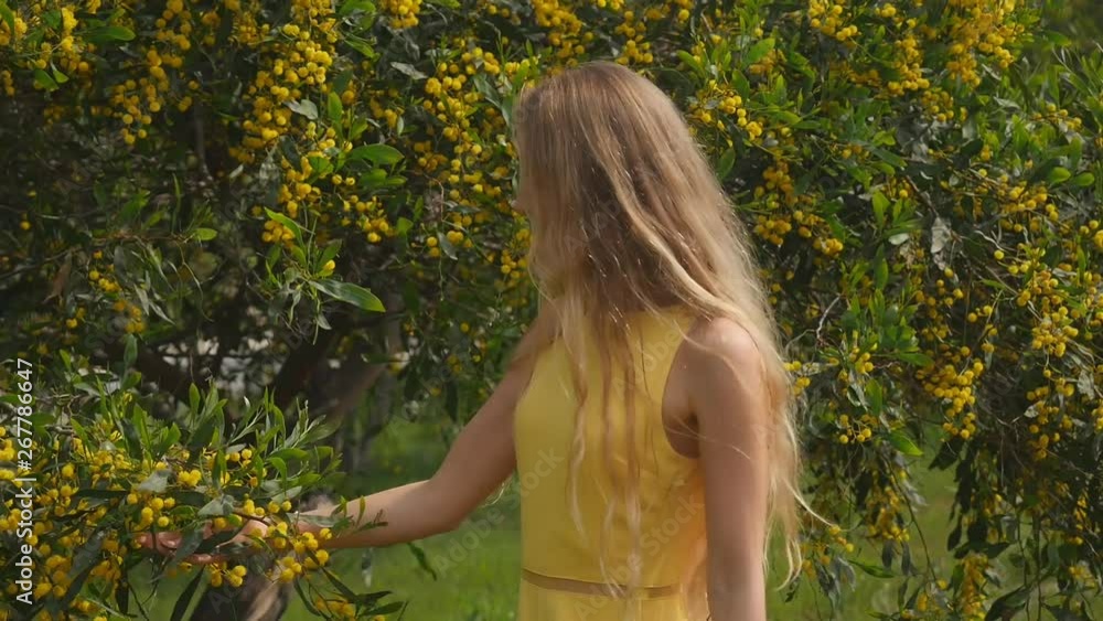 Young beautiful smiling woman in spring Australian Golden wattle trees. Young beautiful smiling woman in spring Australian Golden wattle trees.