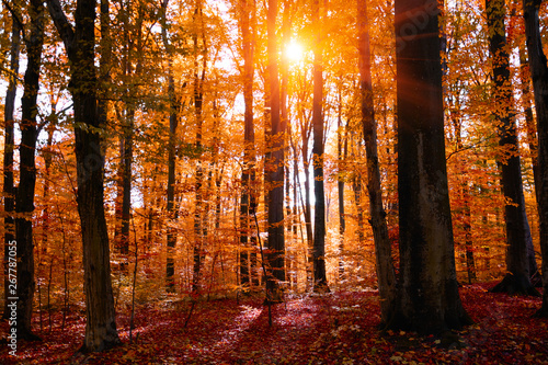 Autumn treetops in fall forest. Sky and sunlight through the autumn tree branches. Autumn background. Copy space. Soft focus